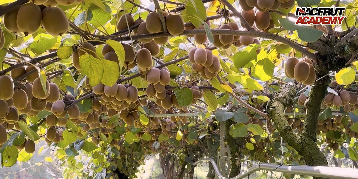 Macfrut Academy, riflettori puntati sulla filiera del kiwi giallo e rosso